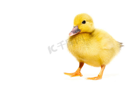 鸭子黄色摄影照片_新生小可爱的黄色小鸭隔离在白色。