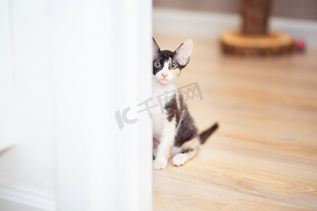 一只可爱的斯芬克斯混血小猫在拐角处偷看。