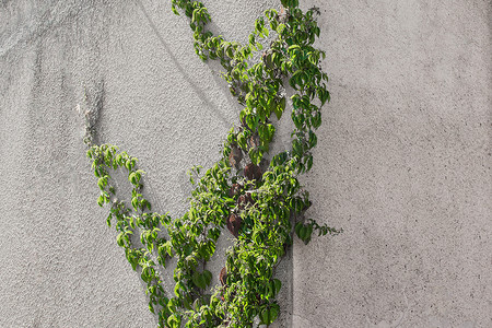 混凝土房屋墙上的天然植被常春藤绿藤