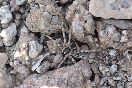 蜘蛛类摄影照片_大狼蜘蛛在亚利桑那州地面岩石中爬行