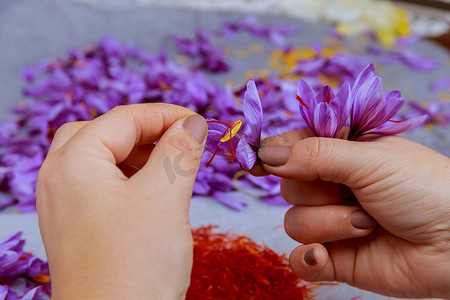 鲜花从摄影照片_从番红花上撕下雄蕊，制作藏红花香料。