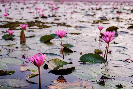 荷花开了摄影照片_泰国北部乌隆他尼的红莲花海 Kumphawapi 开满了粉红色的花朵。
