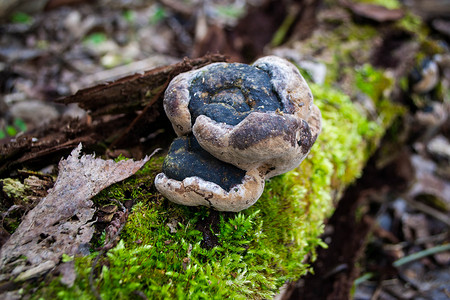 抽象树林摄影照片_树林里的一根圆木上长着一只蘑菇。
