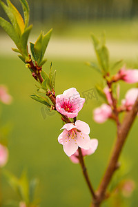 春天四月桃花开