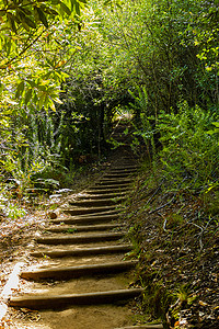 康斯摄影照片_康斯坦博斯国家植物园森林中的步道。
