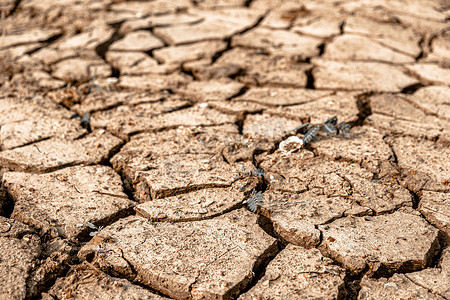 土地龟裂摄影照片_土地干燥龟裂，由于缺乏雨水而干燥