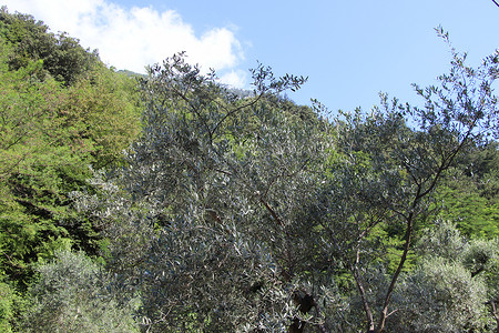 绿色土地树林摄影照片_橄榄树林