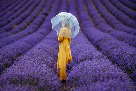 紫色花伞摄影照片_雨天，薰衣草田里的中年妇女打着伞散步，享受香薰。