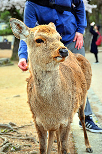 日本奈良公园内漫步的鹿