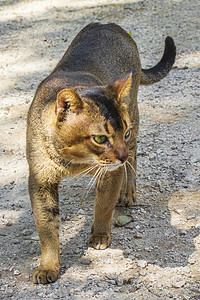 林中小猫摄影照片_墨西哥热带丛林中美丽可爱的绿眼睛猫。