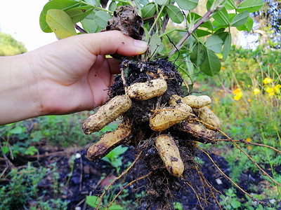 花生补浆摄影照片_花生农业种植园