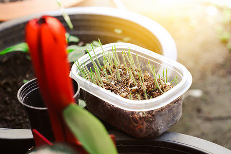 小麦草生长在塑料盆上的透明盆里，花园里有阳光