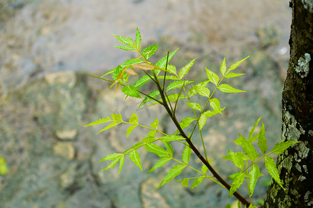 绿色印楝树植物叶子上的季风雨。