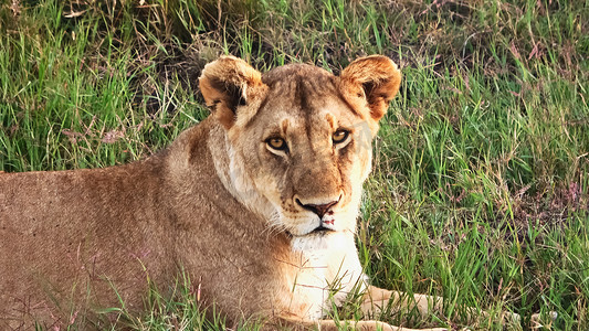 非洲马赛马拉荒野中令人印象深刻的野生狮子。