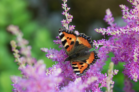 医美紫色摄影照片_花园里粉红色落新妇上的蝴蝶荨麻疹