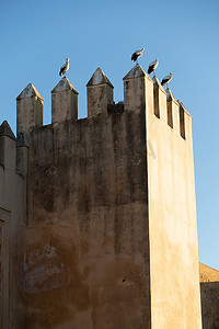 鹳鸟栖息在摩洛哥非斯皇宫部分城堡的城堡上