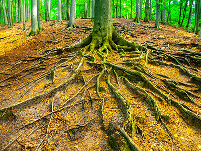 春季山毛榉林中复杂的根系