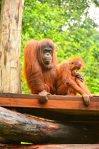 洛高宜野生动物园的红毛猩猩