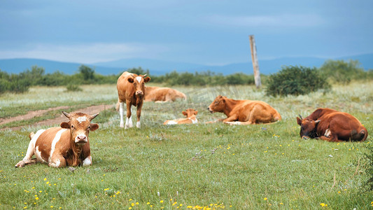 牛牧场摄影照片_阴天，红牛在田野里休息。
