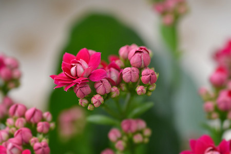 花店长寿花