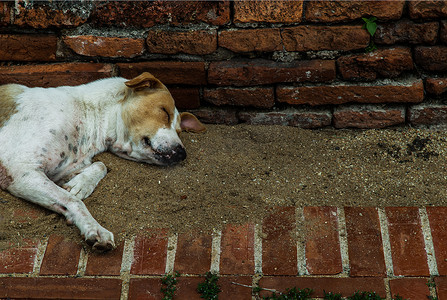 一只狗在 Phra Si Sanphet 寺的沙地上舒服地睡觉。