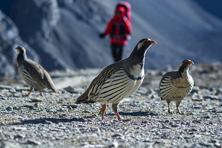 喜马拉雅山上的雪鸡鸟，背景是徒步旅行者