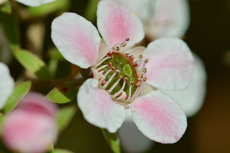 麦花摄影照片_开花的麦卢卡灌木，著名麦卢卡蜂蜜的来源 - 新西兰。