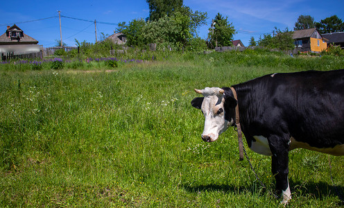 一头好奇的白头黑牛站在绿色的牧场上。 