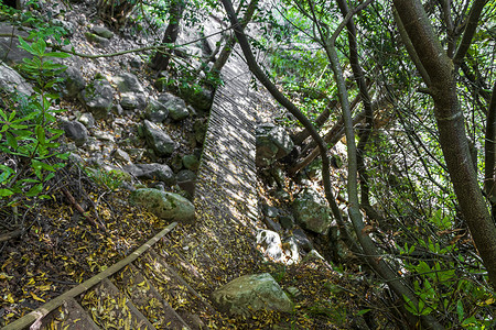 康斯坦博斯国家植物园森林中的步道。