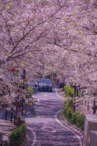 涩谷樱花坂和盛开的樱花