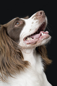 英国史宾格犬摄影照片_英国史宾格犬在工作室的肖像