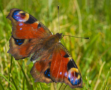 软绿草背景上的宏观特写孔雀蝴蝶