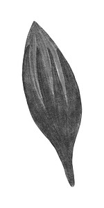手绘黑色和白色万寿菊芽隔离在白色背景。
