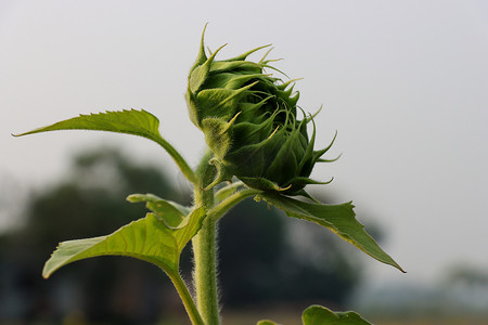 花卉拍摄摄影照片_绿色向日葵芽特写镜头在阳光明媚的日子拍摄。