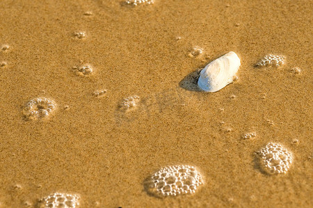 沙滩上有贝壳和海浪的浪花