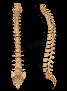 整个脊柱 3D 渲染的 CT 扫描显示人类脊柱轮廓。
