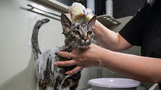 一位女士在美容沙龙里给一只虎斑灰猫洗头。
