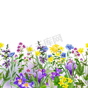 图案边框图案摄影照片_水彩无缝边框、野花和草本、手绘水彩花