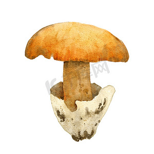 凯撒蘑菇鹅膏菌凯撒的手绘水彩插图。