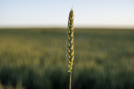 夏末绿色麦穗与农田和蓝天的背景。