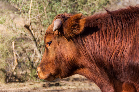 阿根廷乡村的布兰古斯奶牛和小牛