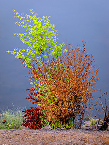 夏季河岸上半干的树，叶子多色。