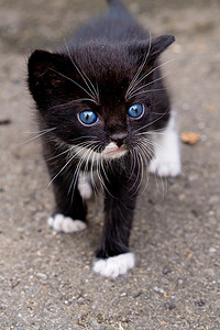 户外蓝眼睛的小黑猫。