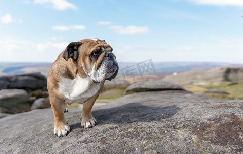 在阳光明媚的温暖日子里，英国斗牛犬坐在山顶区的山顶上。