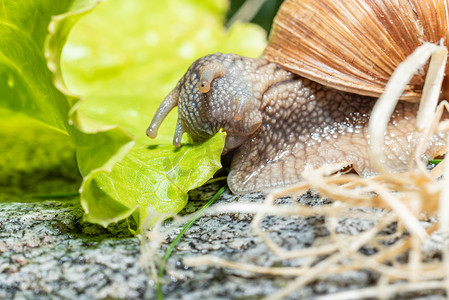 勃艮第蜗牛吃生菜叶的宏观特写，触角缩回叶子，用口器叶子拉动它-下巴可见叶子-闭上嘴