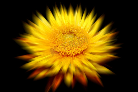 蜡菊（黄色）花，具有变焦突发模糊效果，是一种 com
