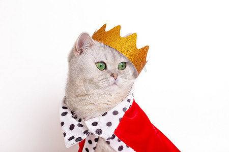 白色背景中戴着金色王冠和红色斗篷的滑稽白猫