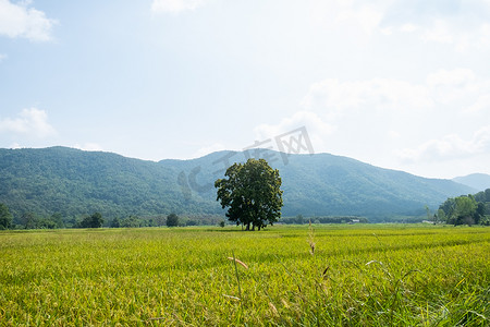 泰国清莱山背景的绿色稻田