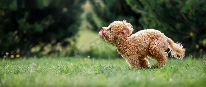 小狗贵宾犬在草地上快速飞翔。