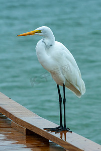 这只鸟正在佛罗里达州的一个木码头上休息，一只大白鹭（​​Ardea alba）